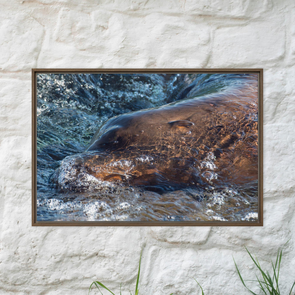 Marine Life & Tide Pools
