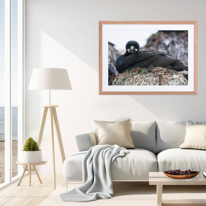 Framed Print with Mat: The Watchful One