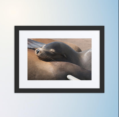 Coastal Cuddle (Matted Print)