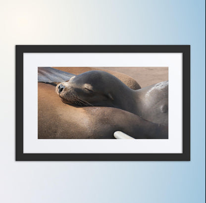 Coastal Cuddle (Matted Print)