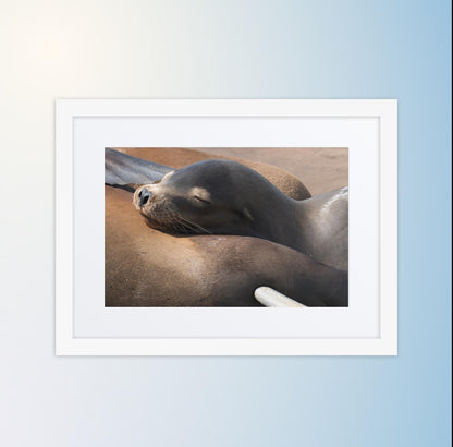 Coastal Cuddle (Matted Print)