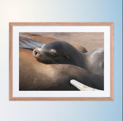 Coastal Cuddle (Matted Print)