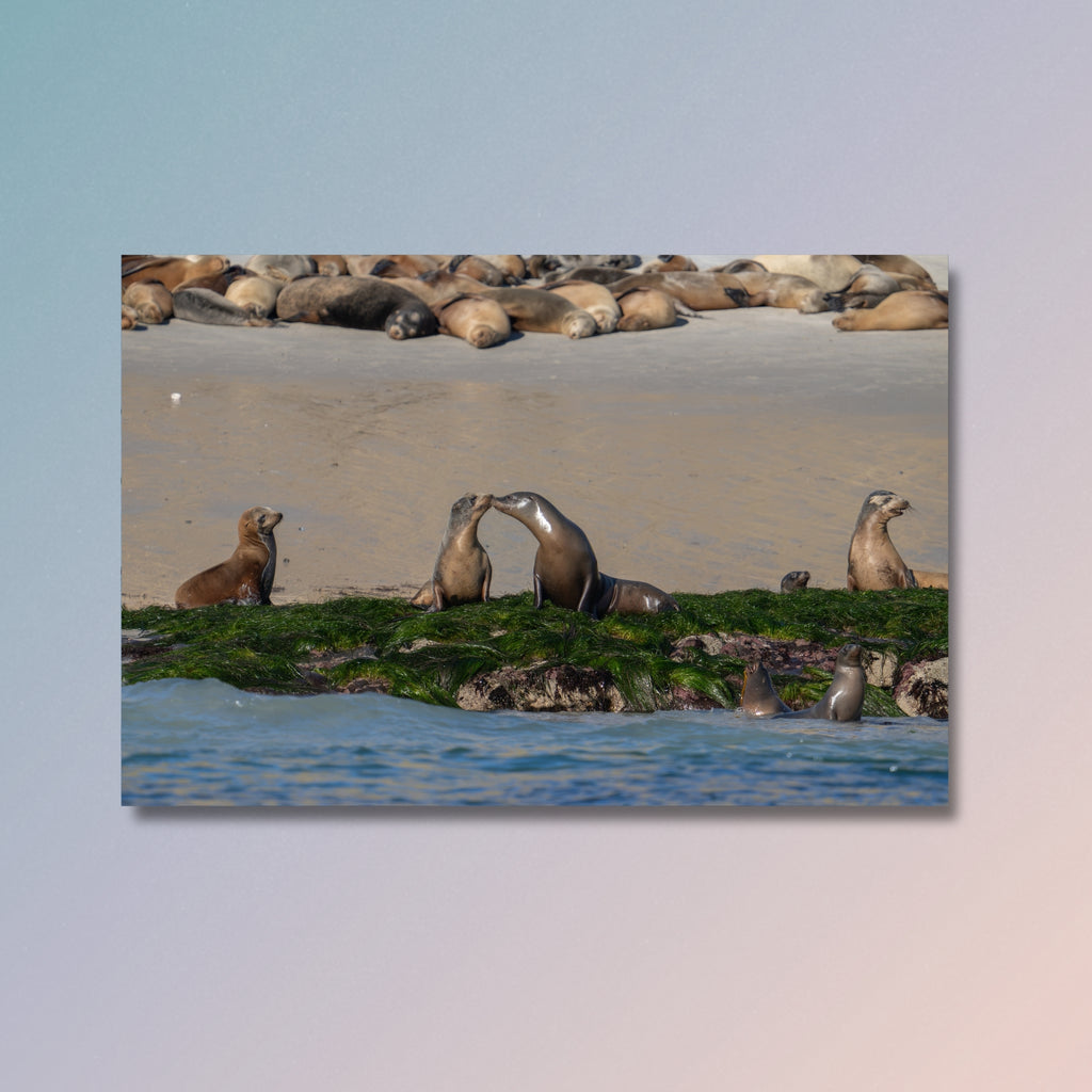 Surfgrass Company