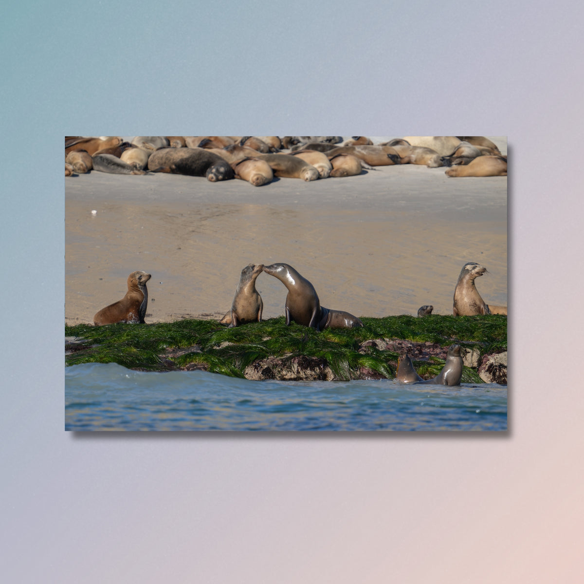 Surfgrass Company
